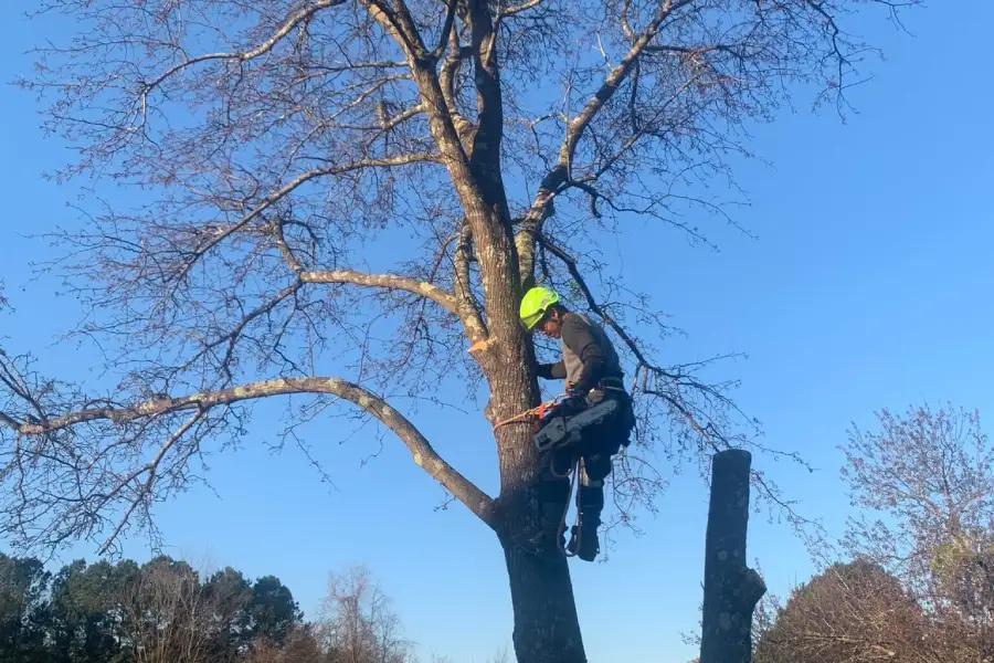 Professional Tree Removal