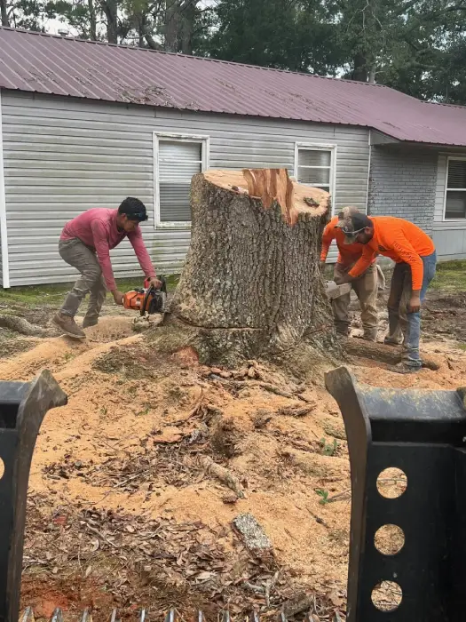 Professional Tree Removal